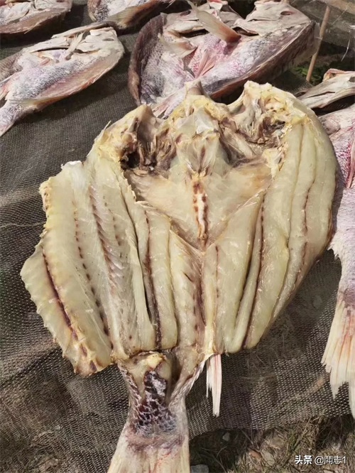 海南儋州海头红鱼干
红鱼的学名为红鳍笛鲷，又名红鱼。