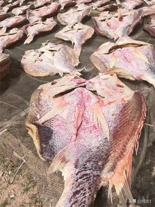 海南儋州海头红鱼干
红鱼的学名为红鳍笛鲷，又名红鱼。