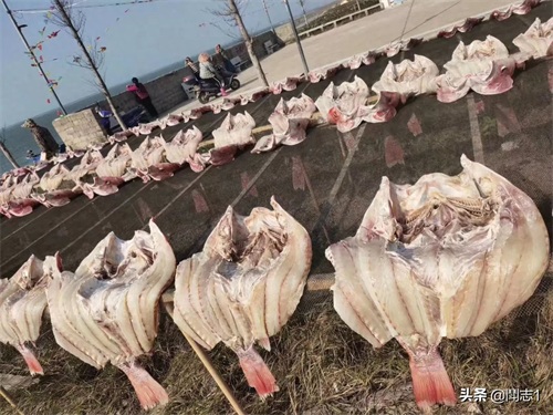 海南儋州海头红鱼干
红鱼的学名为红鳍笛鲷，又名红鱼。