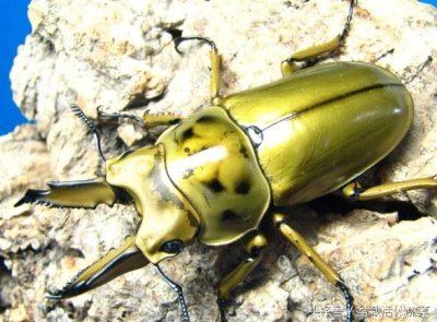 ​黄金鬼锹，价值不菲的宠物昆虫。