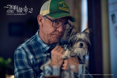​《一条狗的使命2》上映 成今年最治愈电影