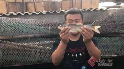 ​大理洱海弓鱼见过吗
