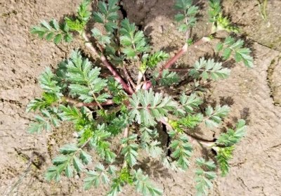 ​农村常见的朝天委陵菜有什么利用价值