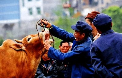 ​农村俗语“卖房不卖门，卖牛不卖绳”，牛绳和门为什么不能卖？