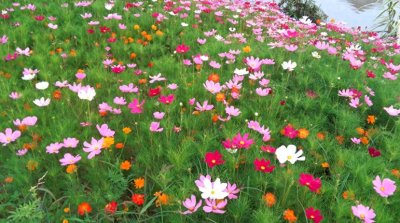 ​什么是微博控