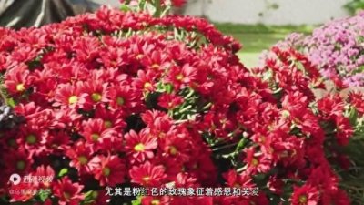 ​【收藏向】10种适合母亲节送的花，建议收藏