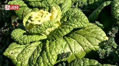 ​江苏昆山：网红“玫瑰白菜”惹人爱