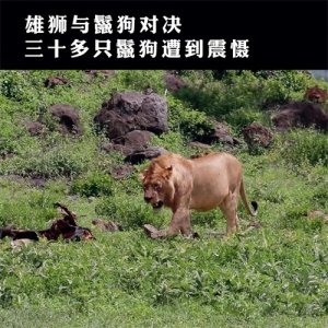 ​雄狮大战鬣狗群，三十多只鬣狗遭到震慑，因为雄狮的背后还...