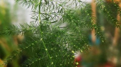 ​文竹开花见过吗？密密麻麻小黄花点缀枝头，别有一番韵味