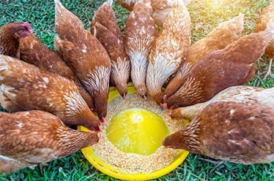 ​养鸡妙招分享：阿莫西林这样用，养鸡很轻松