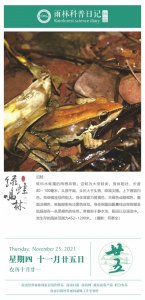 ​雨林科普日记之沼蛙