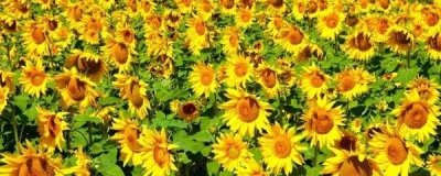 ​向日葵的生长过程