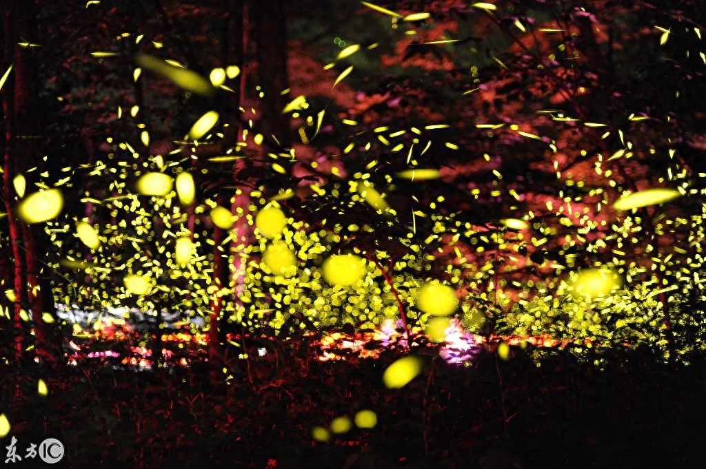夜空中举着灯笼的萤火虫，盈盈发光美不胜收——萤火虫壁纸