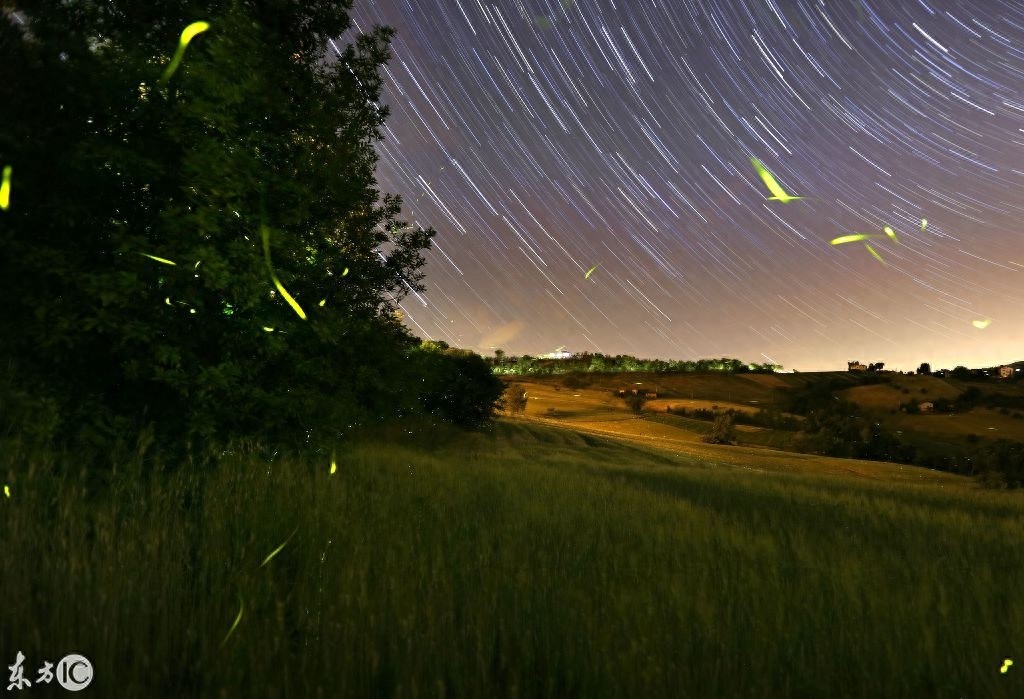 夜空中举着灯笼的萤火虫，盈盈发光美不胜收——萤火虫壁纸
