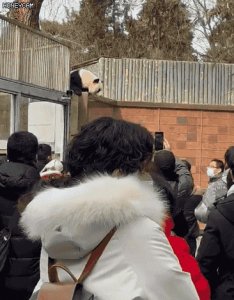 ​大熊猫“越狱”，全程行云流水，园方这样回应......