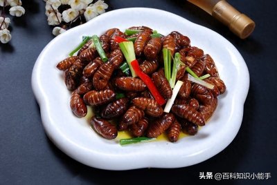 ​虫子竟然还能吃？你都知道哪些可以食用的虫子，快来看一看
