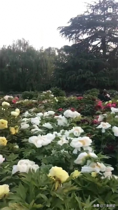 大荔南湖风景迷人！（任进法）