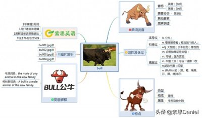 ​索思英语解码单词（第486个）——bull公牛