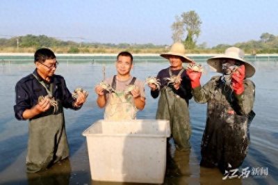 ​湖口：迎国庆庆丰收 鄱阳湖大闸蟹全面上市