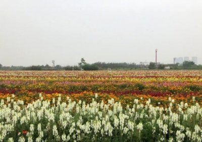 ​4A景区转型旅游经营 蔚然花海率先推出＂一次购票，终身免票＂