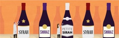 ​关于西拉，你应该了解的都在这里！