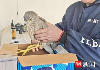 ​警民合力救助国家三有保护动物夜鹭