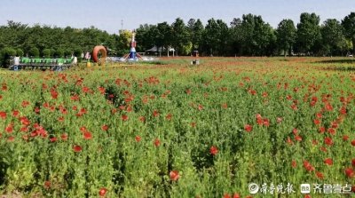 ​初夏的浪漫时光，济南鲜花港呈现上万平米花海