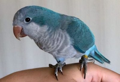 ​六种鹦鹉种类介绍