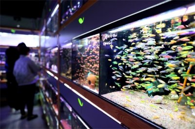 ​（社会）观赏鱼新春遇热销