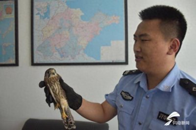 ​游船附近发现一只受伤野生红隼 威海警方忙救助