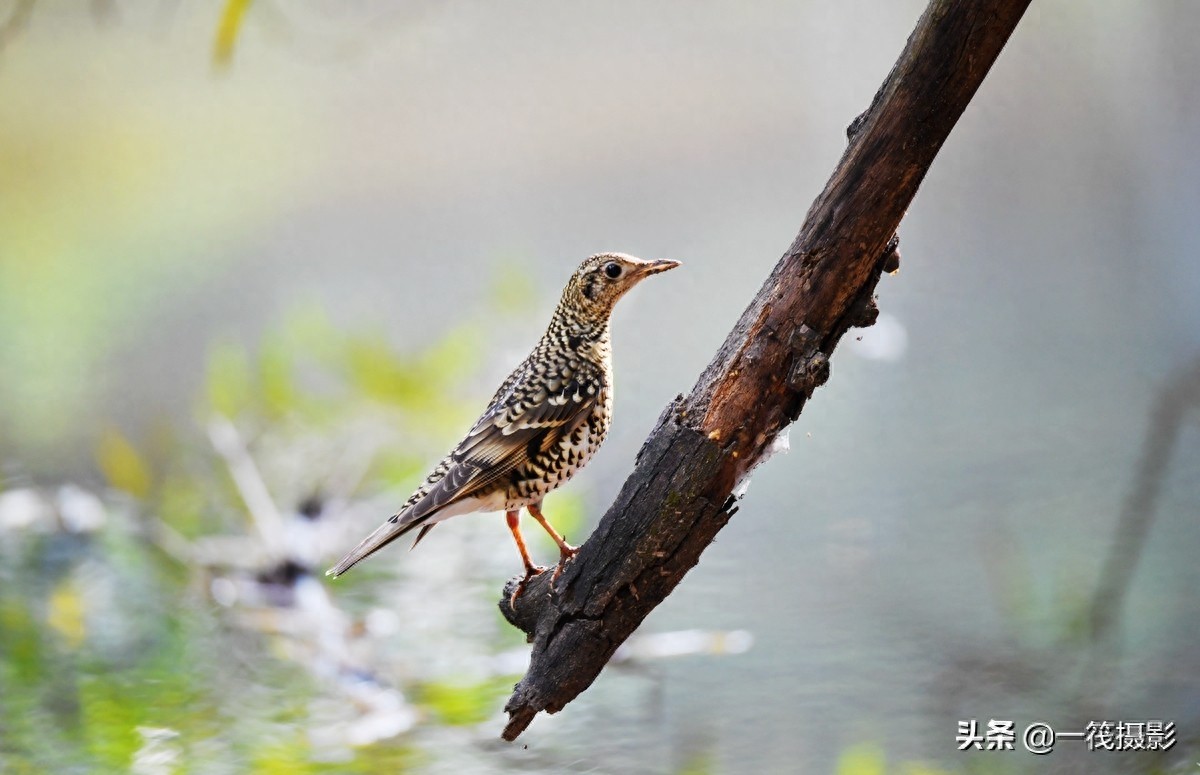 校园鸟记录——虎斑地鸫