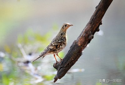 ​校园鸟记录——虎斑地鸫