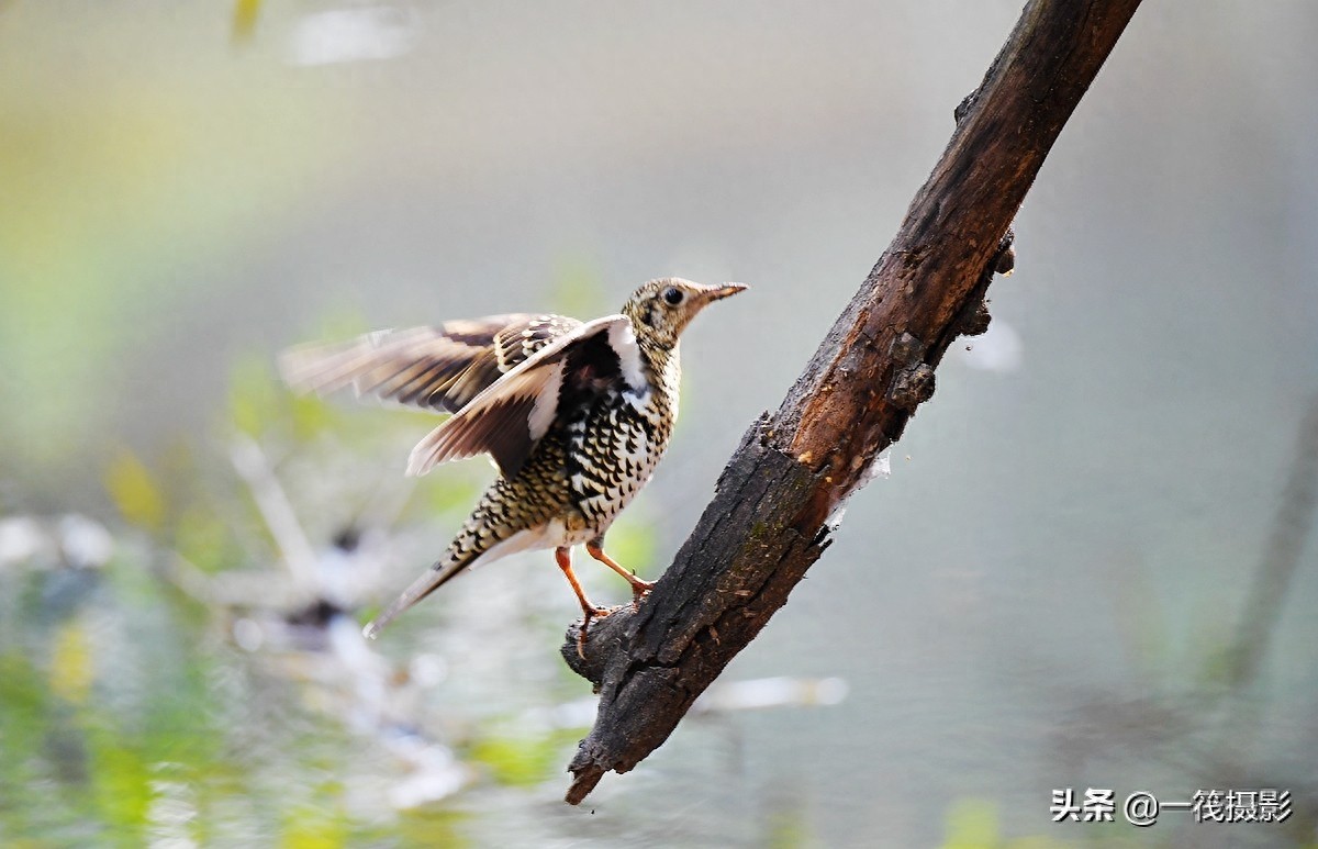 校园鸟记录——虎斑地鸫