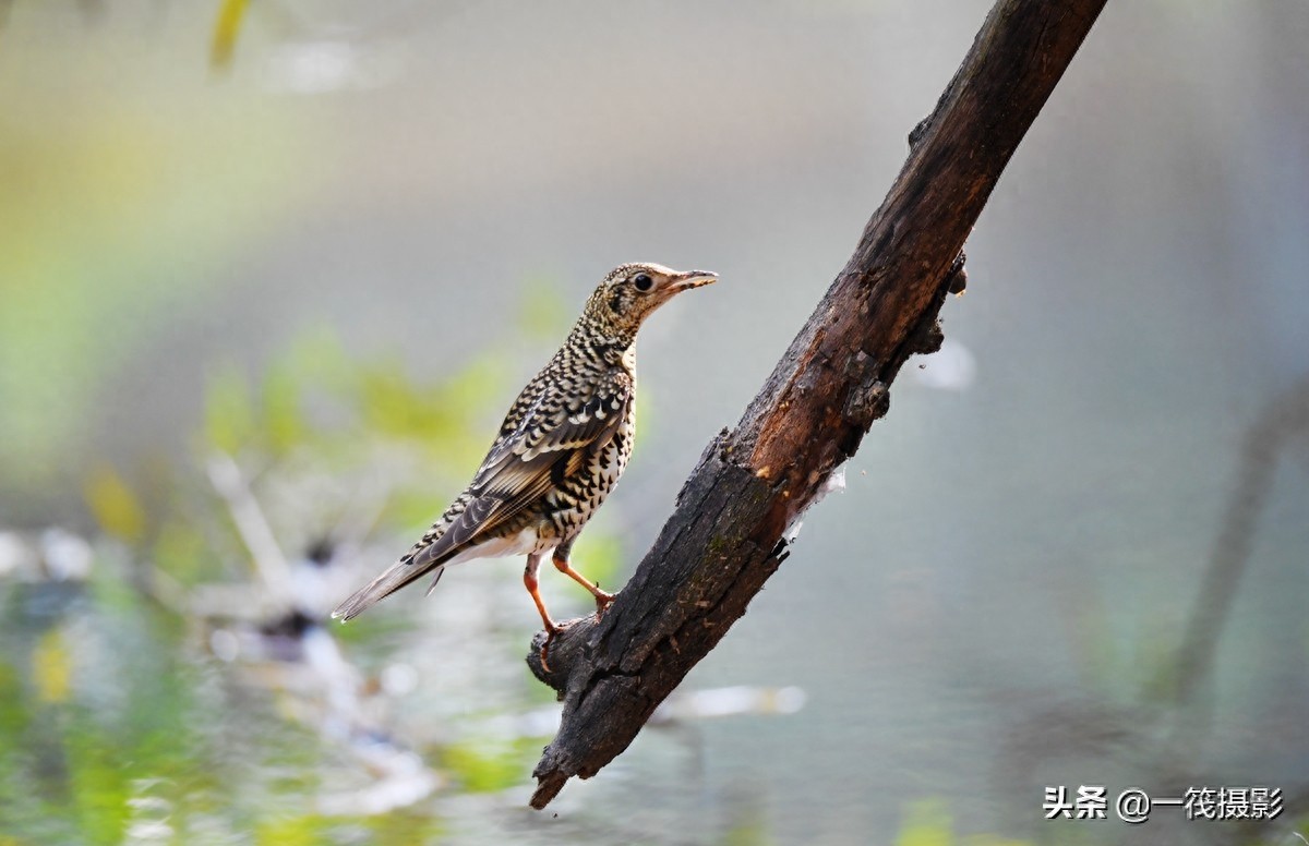 校园鸟记录——虎斑地鸫