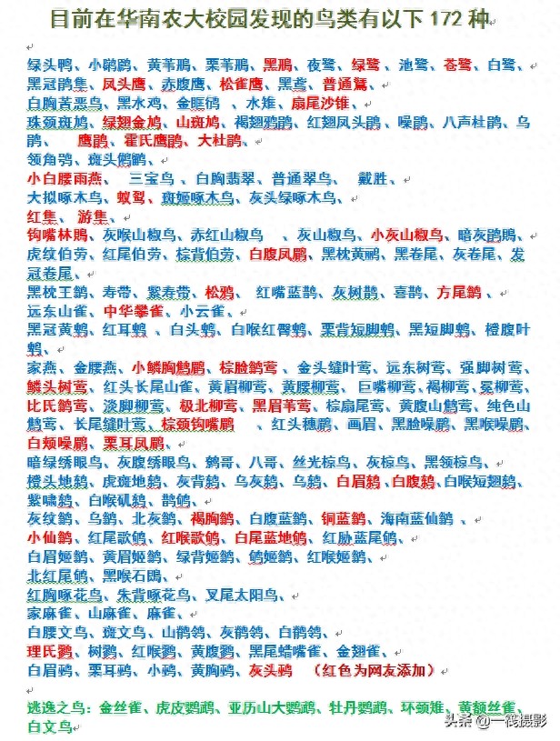 校园鸟记录——虎斑地鸫