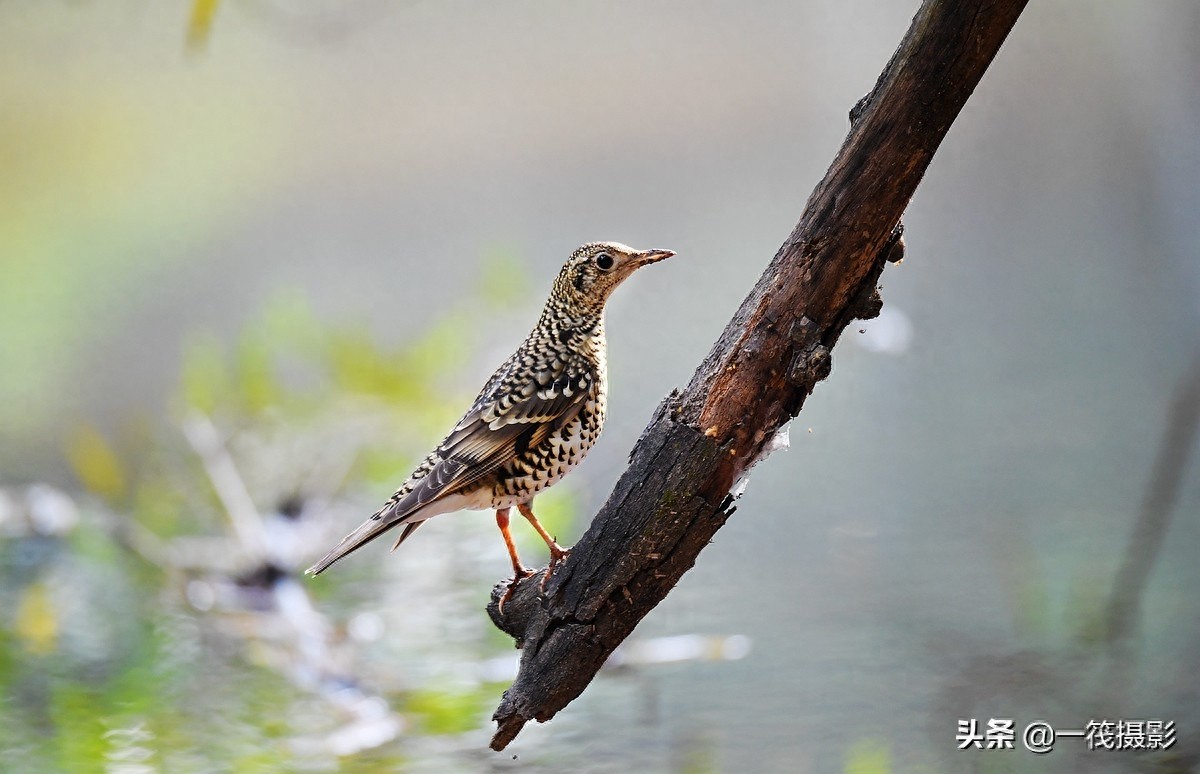 校园鸟记录——虎斑地鸫
