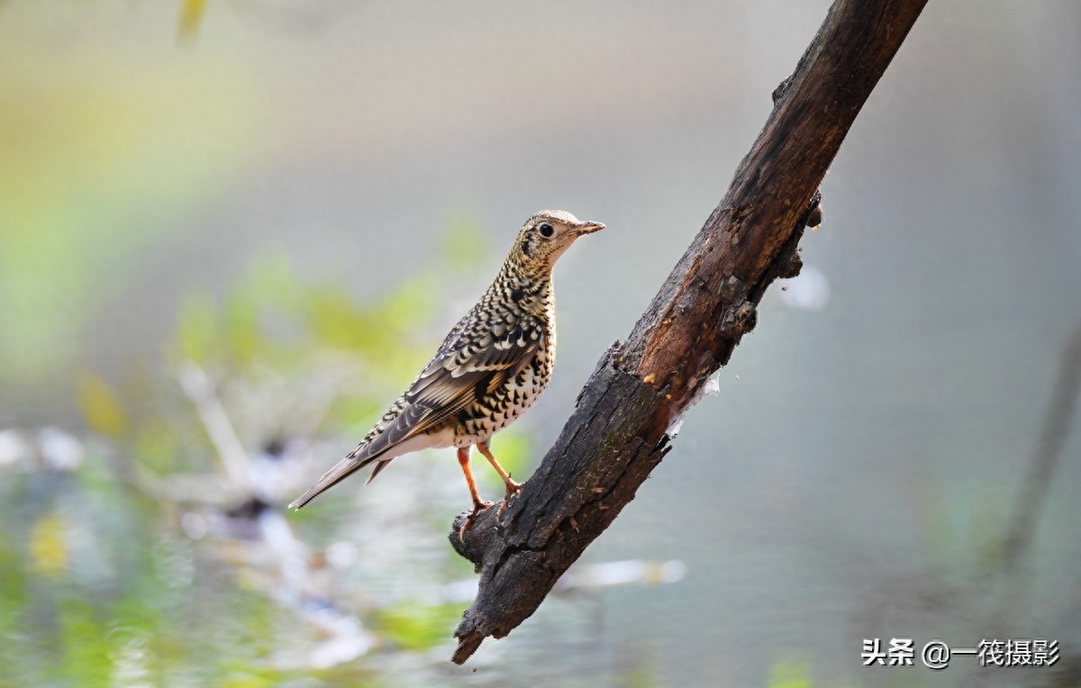 校园鸟记录——虎斑地鸫