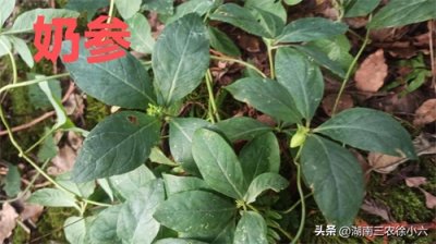 ​湖南发现了我国重点保护野生植物奶参