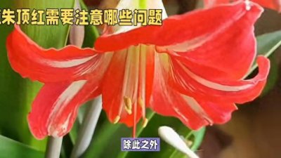 ​养好朱顶红要注意哪些问题