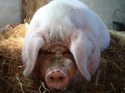 ​猪王封号的由来