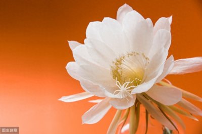 ​盘点十种超级美丽的花卉，仅看一眼就让人惊叹(附花语)