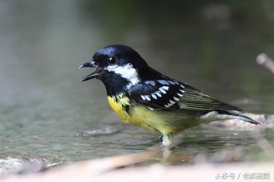 ​黑、白、黄相间的小鸟