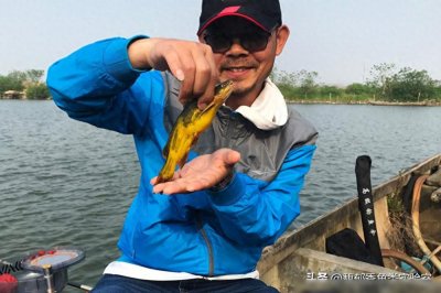 ​野钓黄辣丁的5个秘诀，连续咬钩不停口