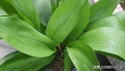 ​一叶兰花独一无二，叶形浓绿吉祥平安