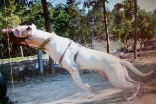 巴基斯坦巴铁曾经送给中国的神级军犬：库达犬