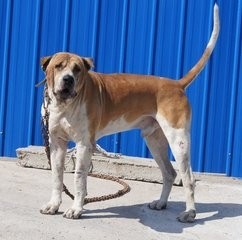 巴基斯坦巴铁曾经送给中国的神级军犬：库达犬