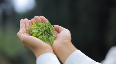 ​美疯了！这些令人惊艳的中国茶名