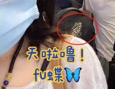 ​上海一女子乘地铁上班，偶遇蝴蝶停留在肩上，跟了一路不愿离去