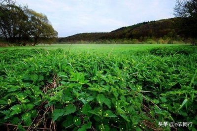 ​农村中随处可见的荨麻草，你见过吗？