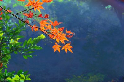 ​斩断多少西风：27首唯美的红叶诗词都知道